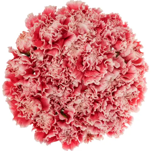 Nelke rot/rosa Misaki 65cm