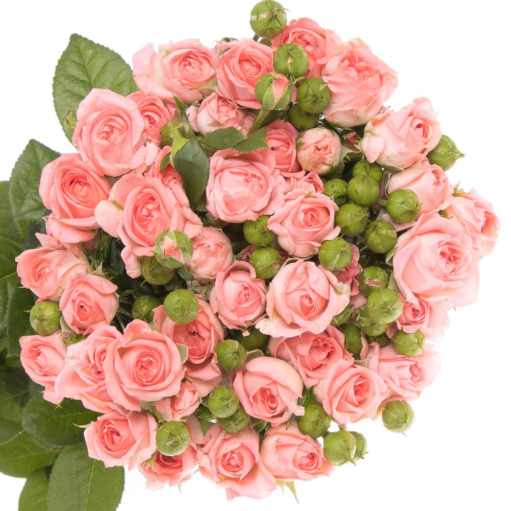 Rose verzweigt lachs Femke 4+Blüte 60cm