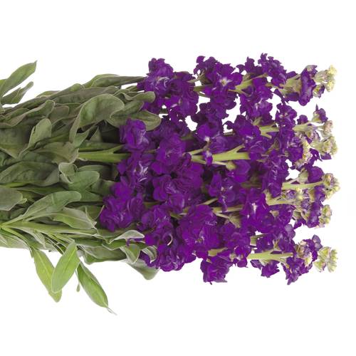 Levkoje blau Dunkel Italien 70cm