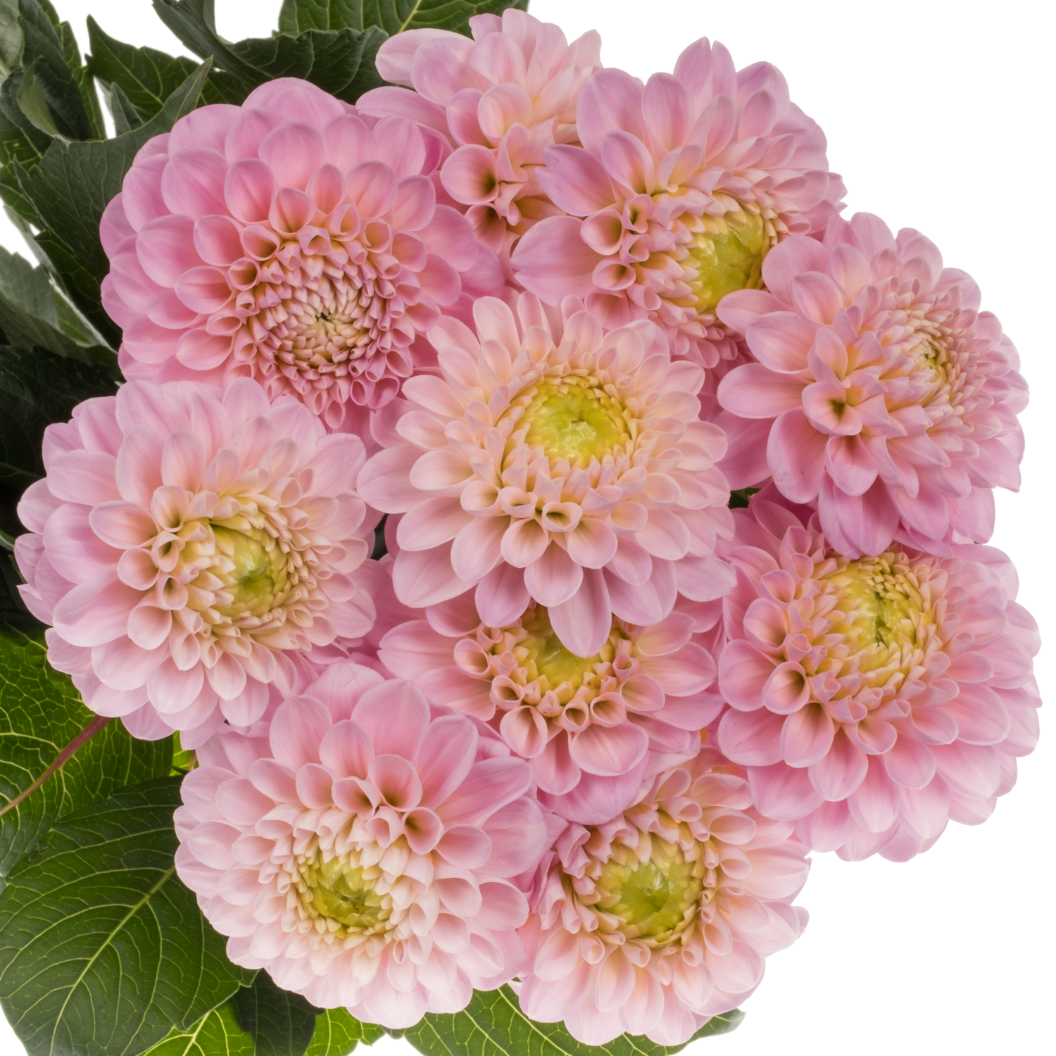 Dahlia hell rosa Wizard Of Oz 60cm