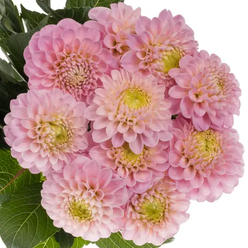 Dahlia hell rosa Wizard Of Oz 60cm