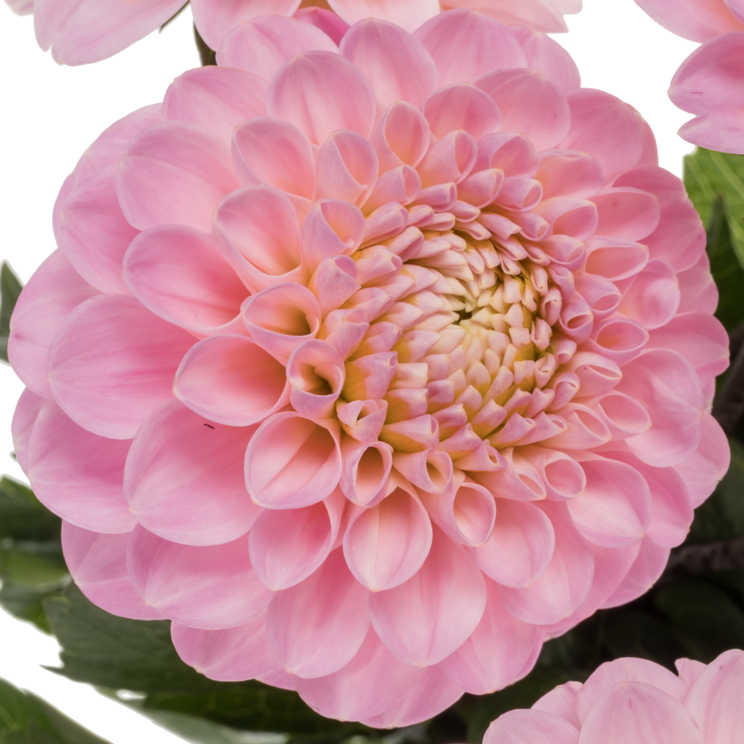 Dahlia hell rosa Wizard Of Oz 60cm