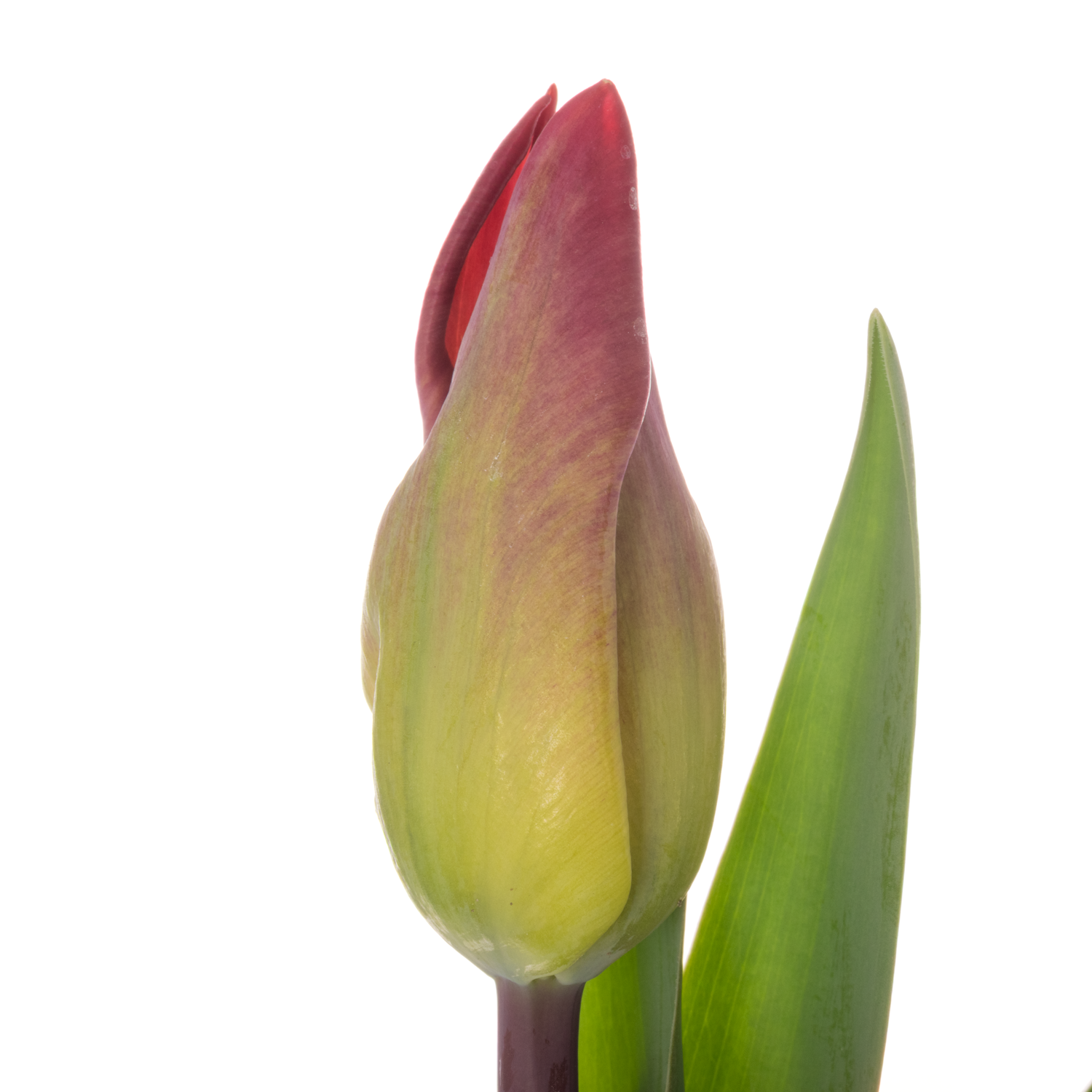 Tulpe rot Viracocha 38 Gramm