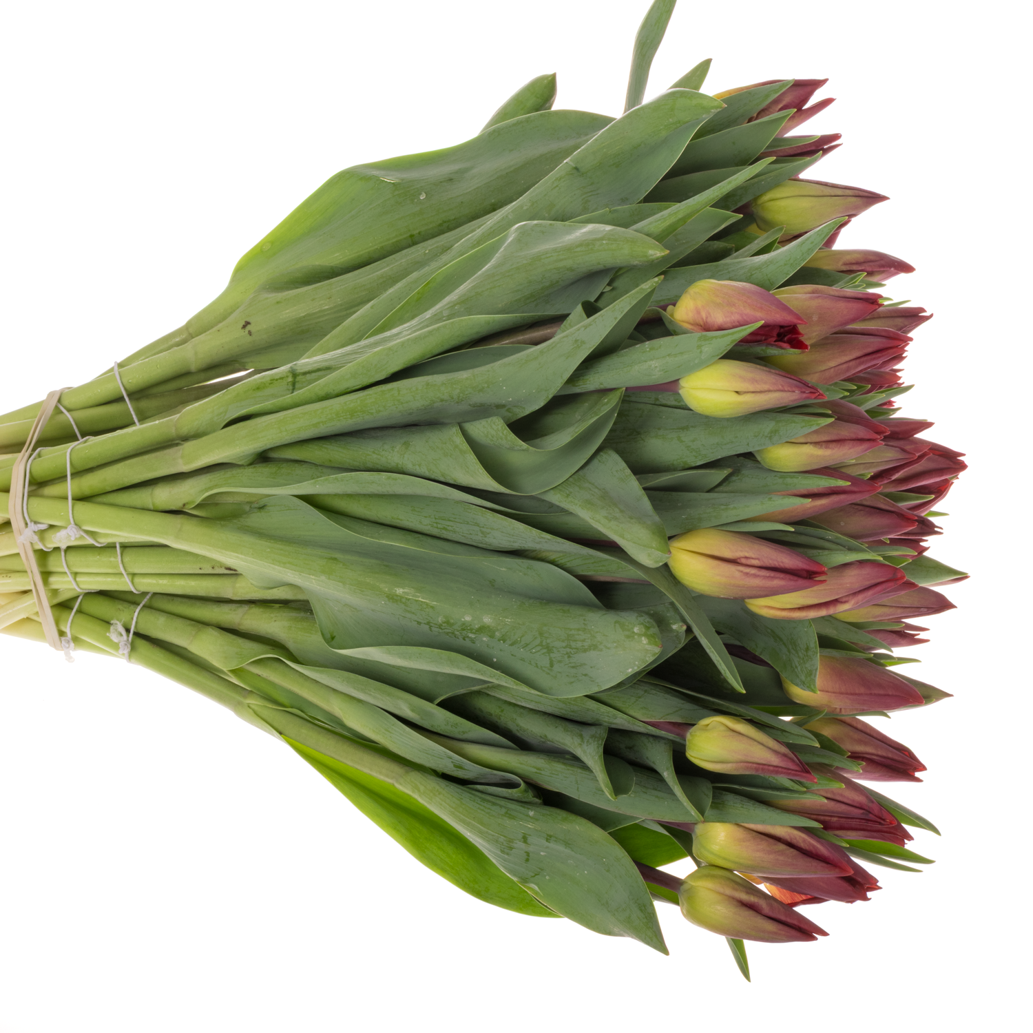 Tulpe rot Viracocha 38 Gramm