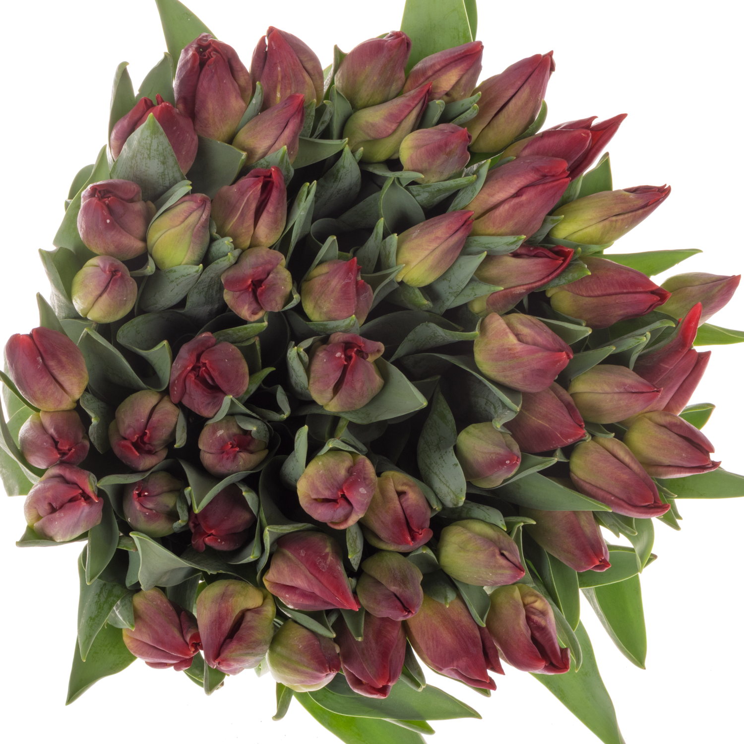 Tulpe rot Viracocha 38 Gramm