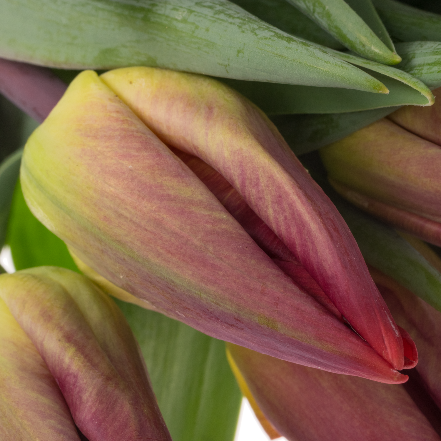 Tulpe rot Viracocha 38 Gramm