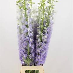 Delphinium milka lavendel Aurora 80cm