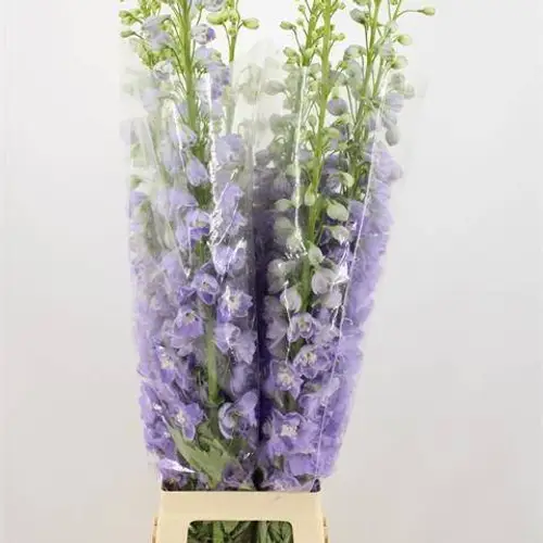 Delphinium milka lavendel Aurora 80cm