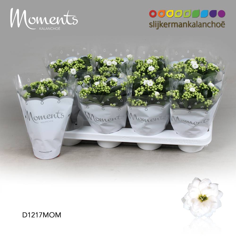 Kalanchoe Gef. weiss Moments T12 H024
