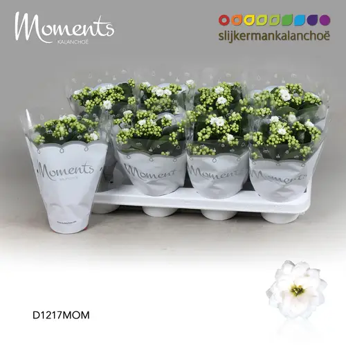 Kalanchoe Gef. weiss Moments T12 H024