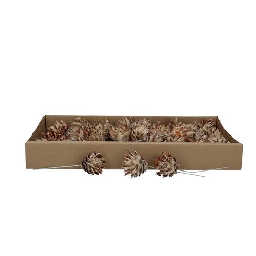 Trocken Plumoses auf Draht gebleicht x40