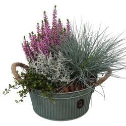 Garten.Arr PTHO7613 Herbst T19 H026