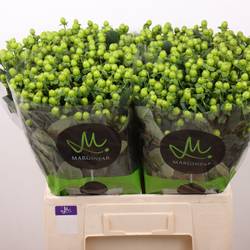 Hypericum grün Sisu Charm 60cm