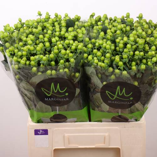 Hypericum grün Sisu Charm 60cm