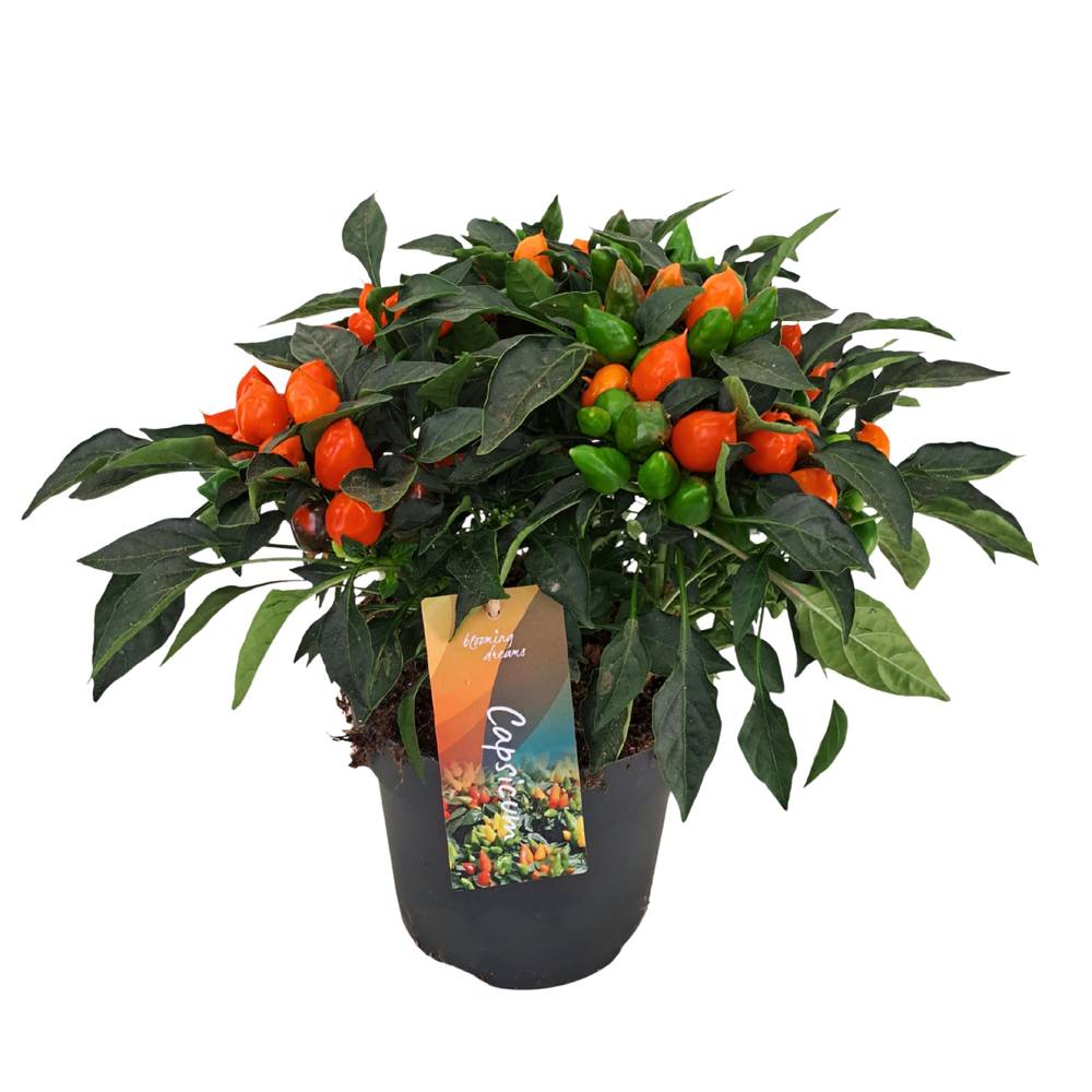 Capsicum dunkel orange Annuum Mambo T17 H040
