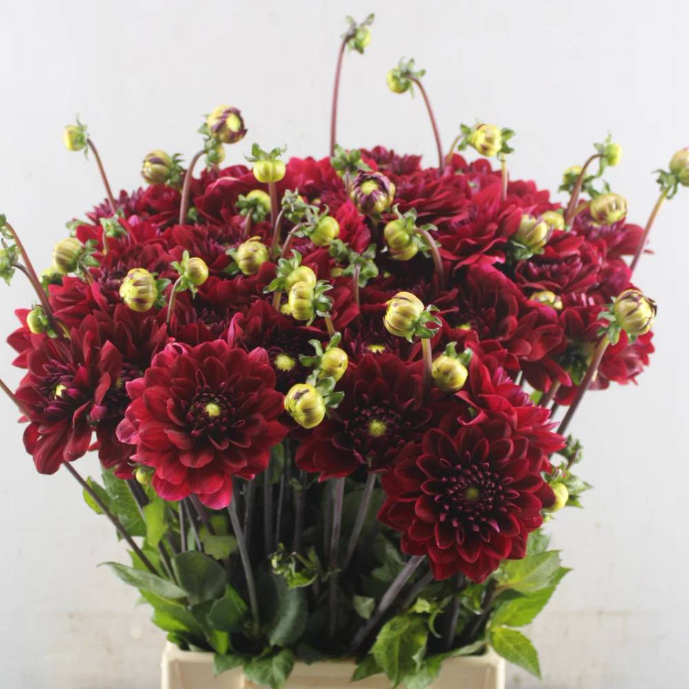 Dahlia dunkel rot Red Runner 55cm