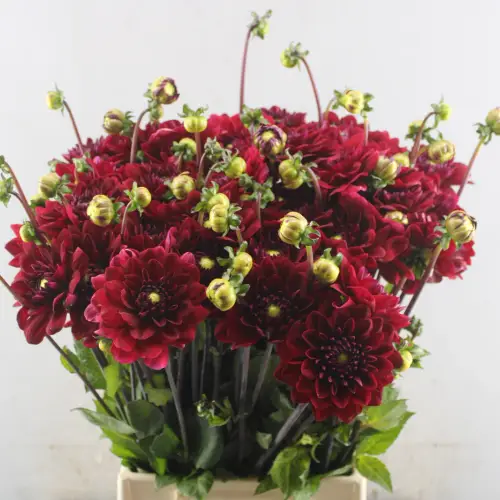 Dahlia dunkel rot Red Runner 55cm