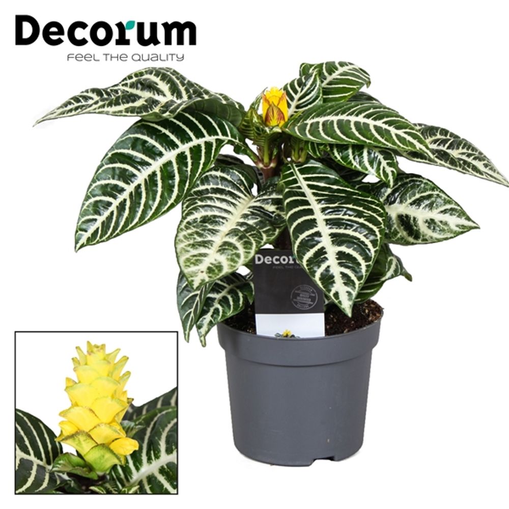 Aphelandra Squarrosa T13 H35