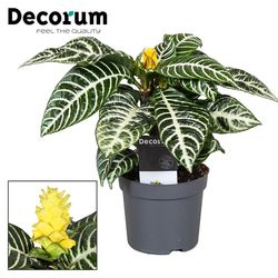 Aphelandra Squarrosa T13 H35