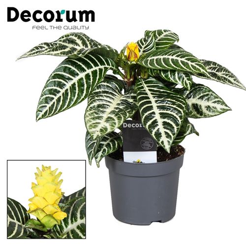 Aphelandra Squarrosa T13 H35