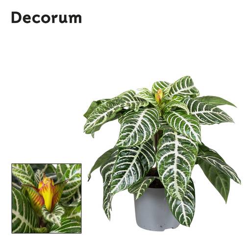 Aphelandra Squarrosa T13 H35