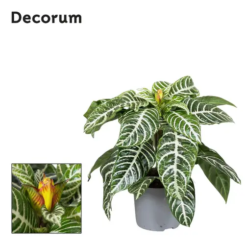 Aphelandra Squarrosa T13 H35