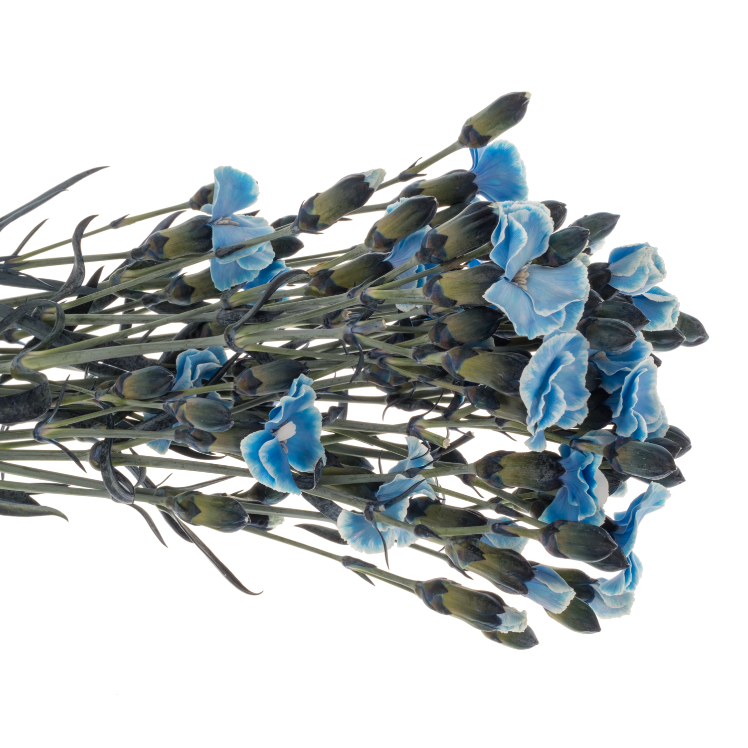 Mininelke blau Mistery gezogen 60cm