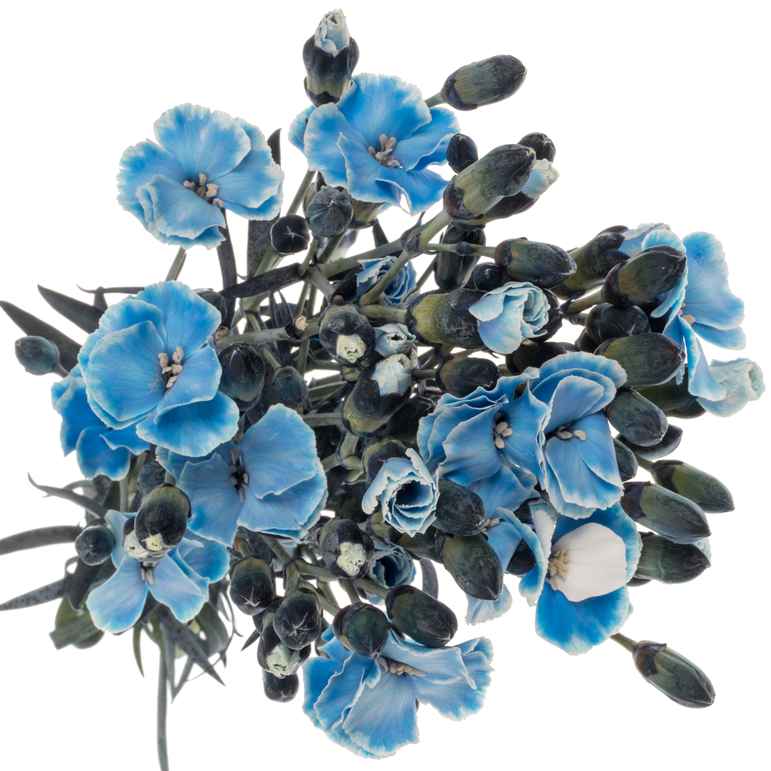 Mininelke blau Mistery gezogen 60cm