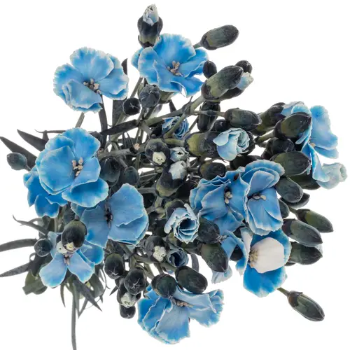 Mininelke blau Mistery gezogen 60cm