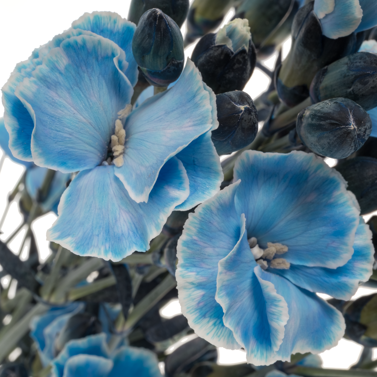 Mininelke blau Mistery gezogen 60cm