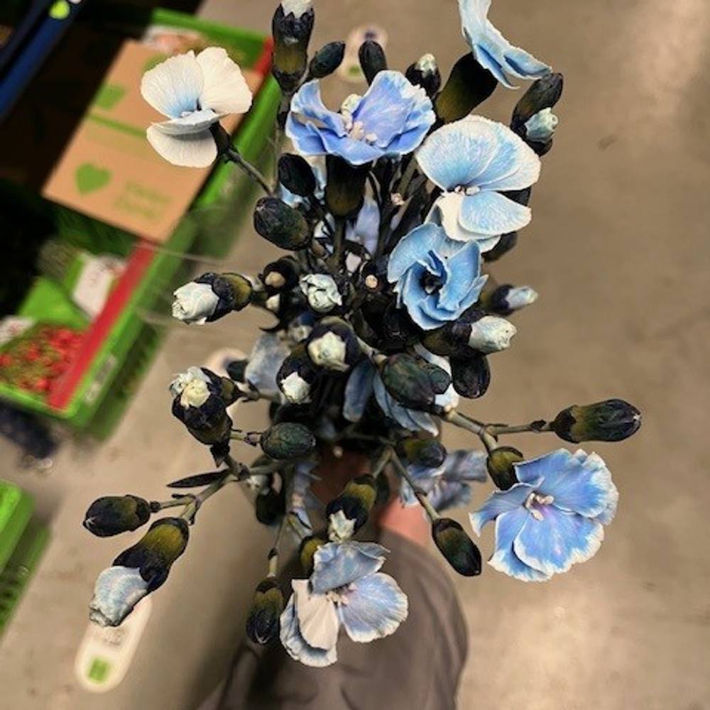 Mininelke blau Mistery gezogen 60cm