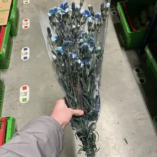 Mininelke blau Mistery gezogen 60cm