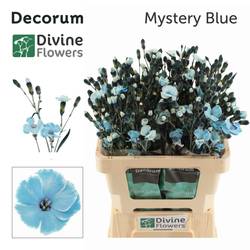 Mininelke blau Mistery gezogen 60cm