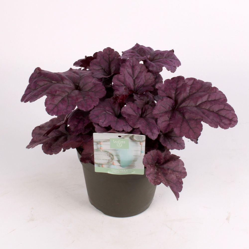 Heuchera Su lila T15 H25