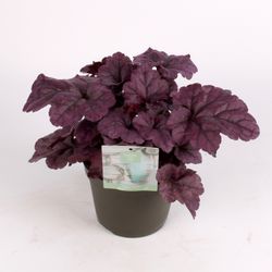 Heuchera Su lila T15 H25