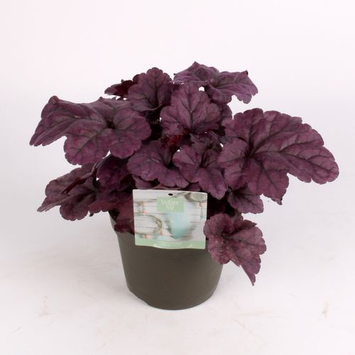 Heuchera Su lila T15 H25