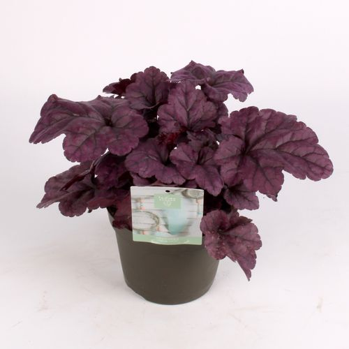 Heuchera Su lila T15 H25