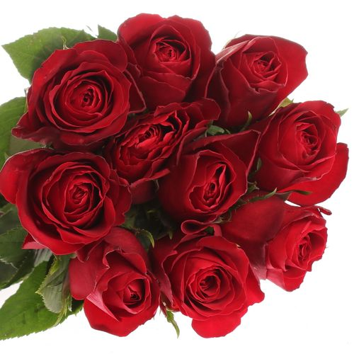 Rose rot Madam Red 50cm