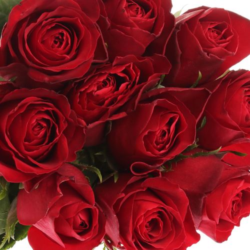 Rose rot Madam Red 50cm