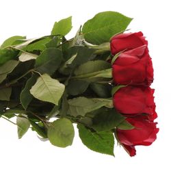 Rose rot Madam Red 50cm