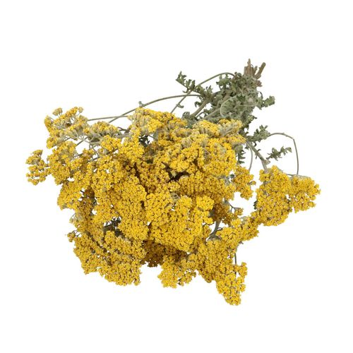 Trocken Achillea Moonschine gelb L60cm 120gr