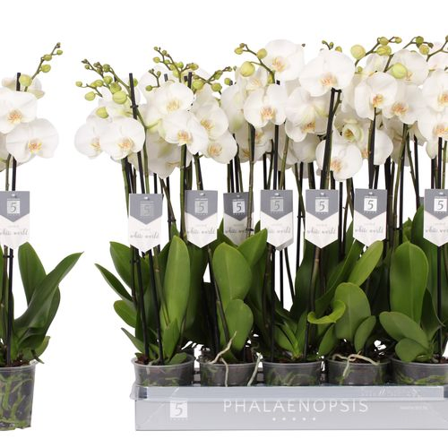 Phal.3-R White World T12 H070