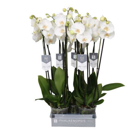Phal.3-R White World T12 H080