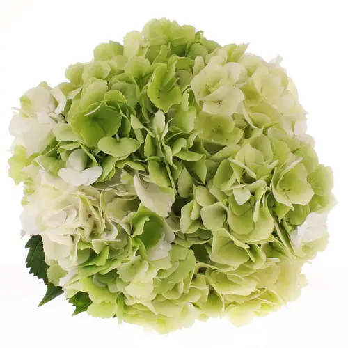 Hortensie grün/creme Verena Bol 20cm 60cm