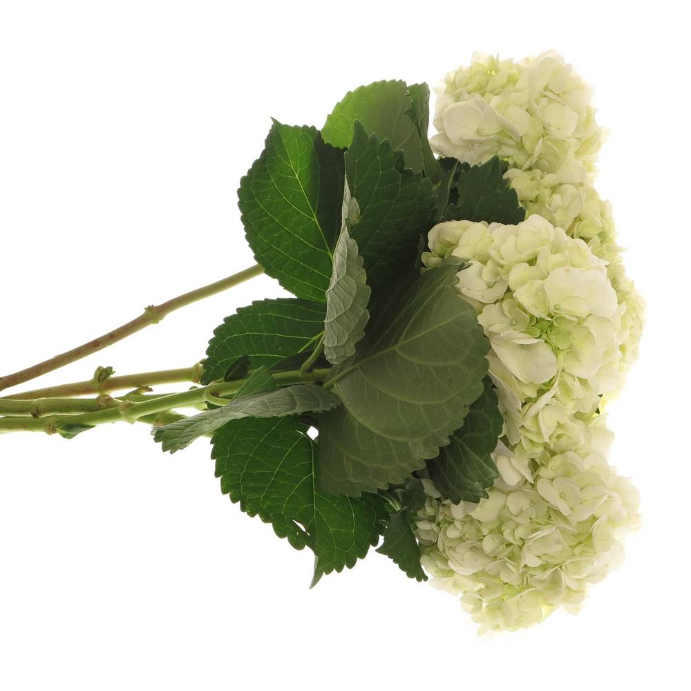 Hortensie grün/creme Verena Bol 20cm 60cm