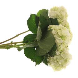 Hortensie grün/creme Verena Bol 20cm 60cm