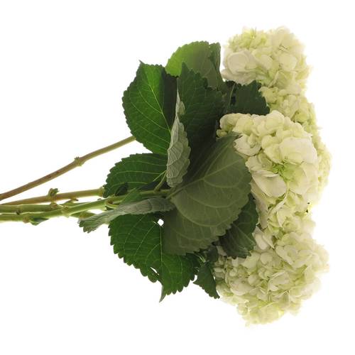 Hortensie grün/creme Verena Bol 20cm 60cm