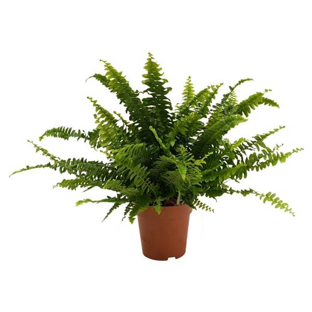 Nephrolepsis Green Lady ASP T12 H035