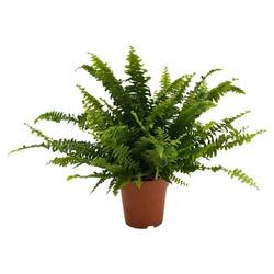 Nephrolepsis Green Lady ASP T12 H035