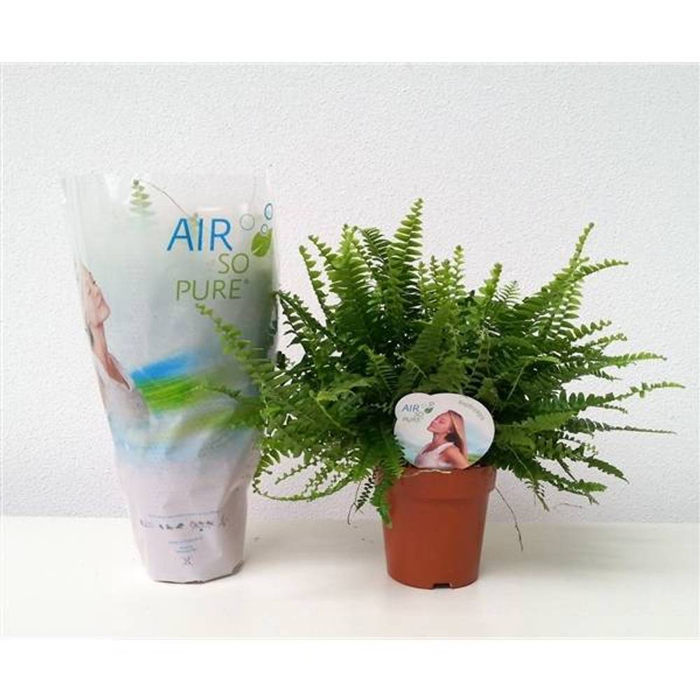 Nephrolepsis Green Lady ASP T12 H035